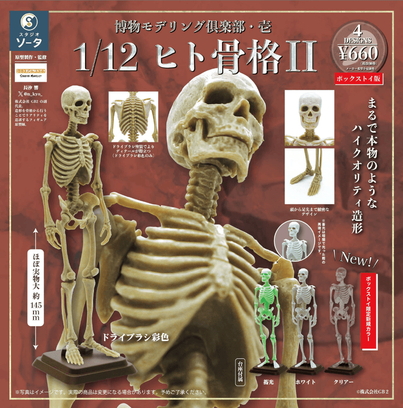 Natural History Modelling Club Vol.1 - 1/12 Human Skeleton II Single Unit