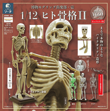 Natural History Modelling Club Vol.1 - 1/12 Human Skeleton II Single Unit