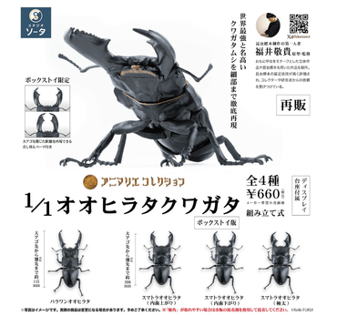 Animarie Collection 1/1 Giant Flat Stag Beetle Single Unit