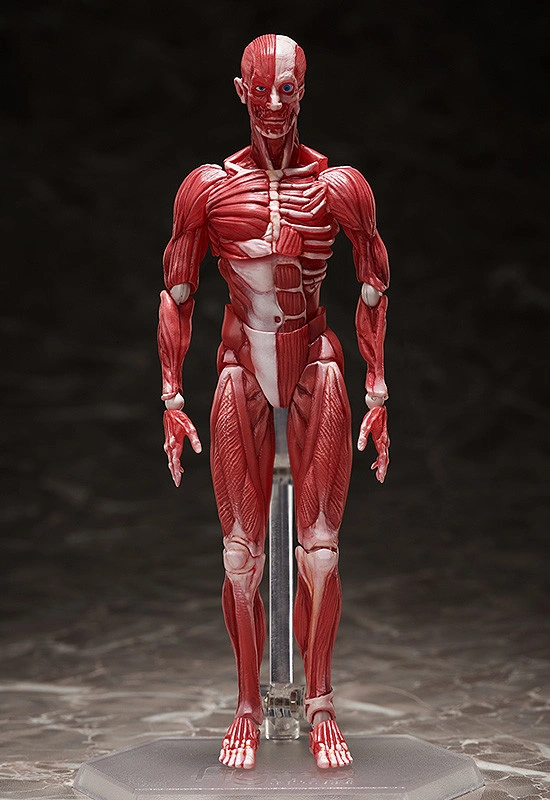 GoodSmile Figma Human Anatomical Model